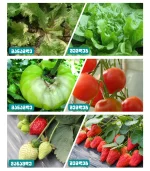 მცენარის გასაზრდელი ნათურა