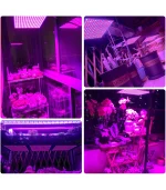 პლანის მოყვანა