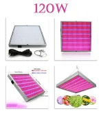 მცენარის განათება